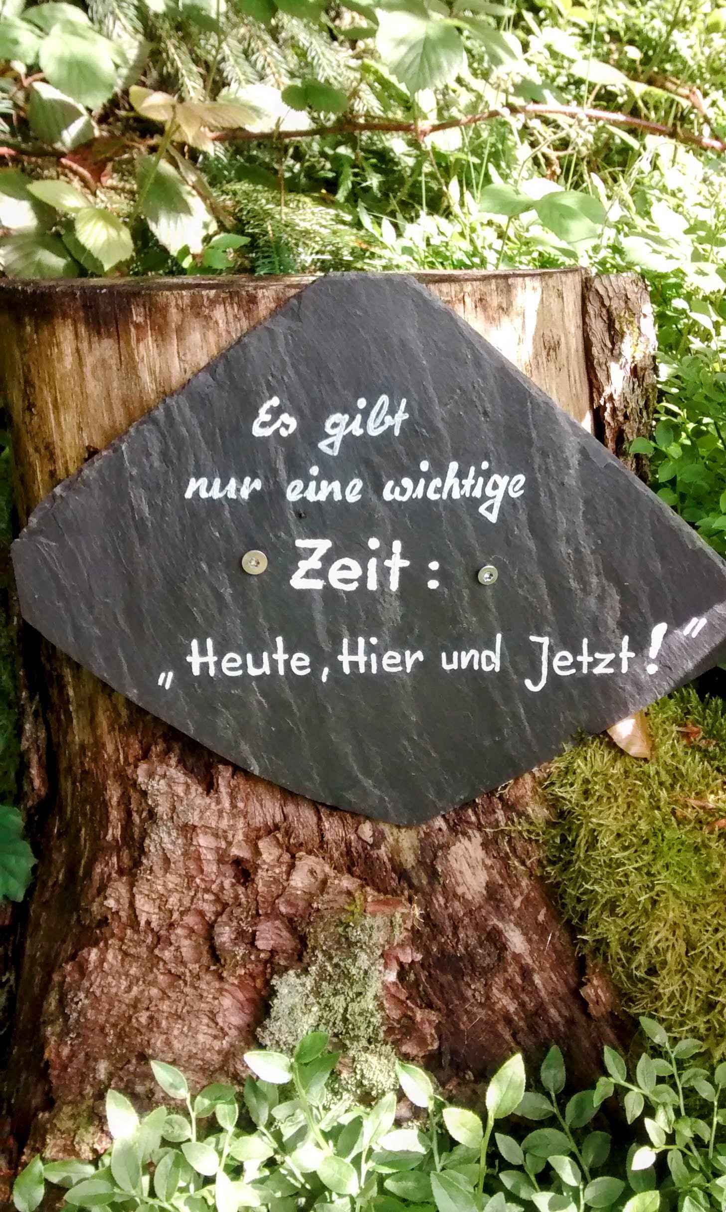 Resilienztraining für mehr Vertrauen in Dich bild