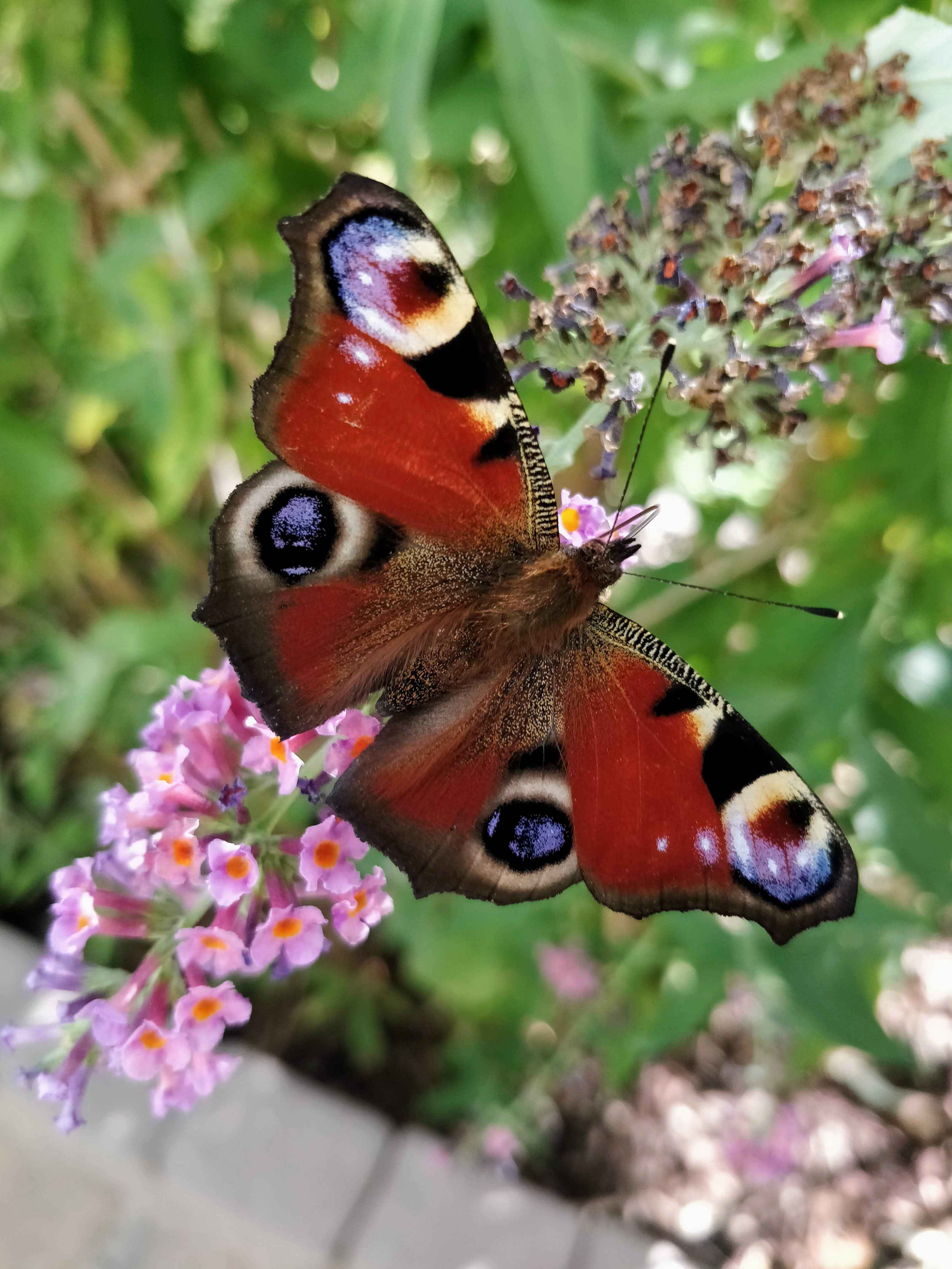 Potenzialentfaltung bild
