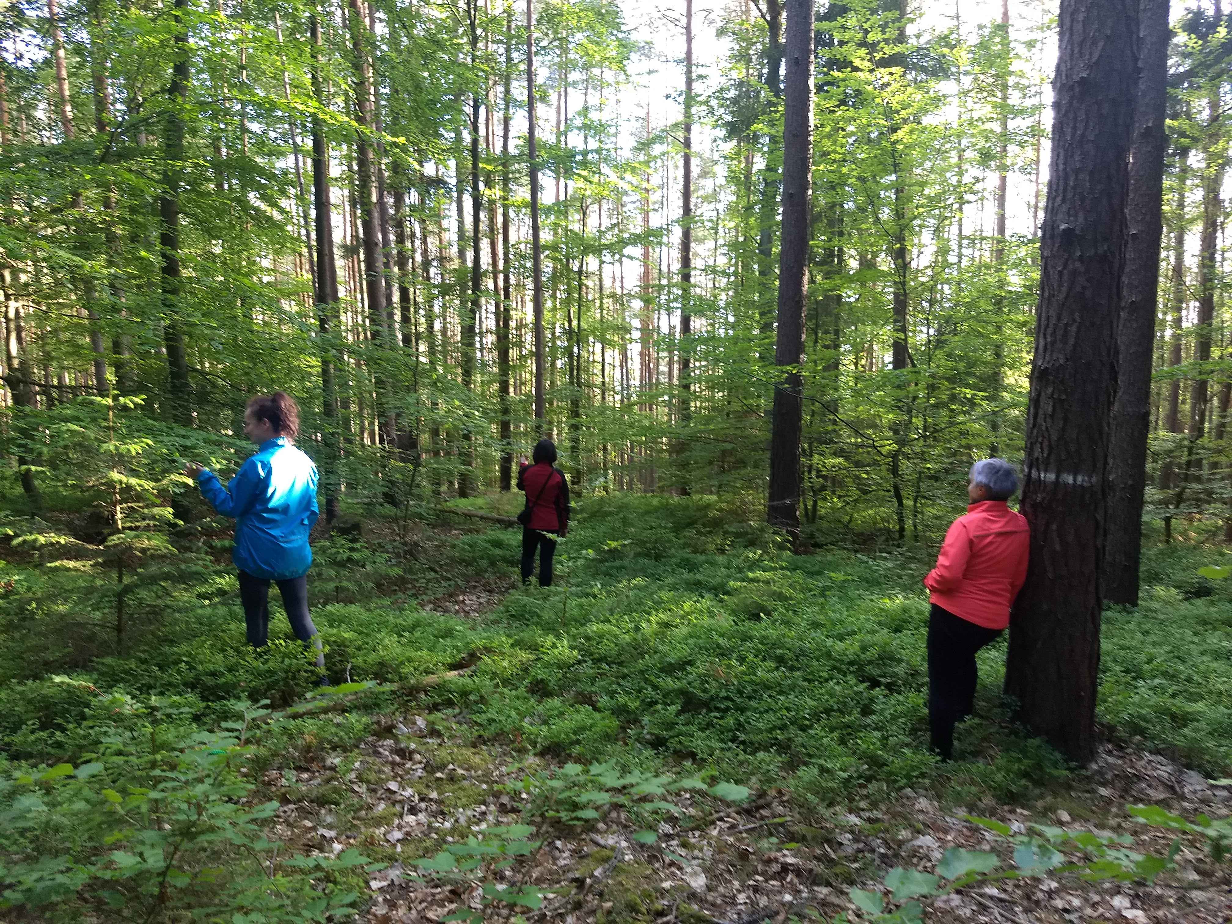 Shinrin Yoku - Waldbaden 10er-Karte Mit Rabatt — Waldbaderei